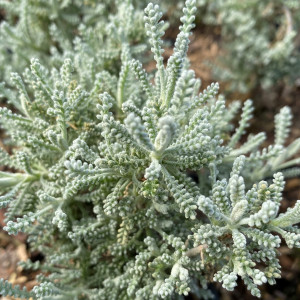 Santolina incana 'Nana' (Lavender Cotton)