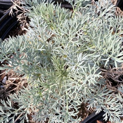 Seseli gummiferum has silver foliage.