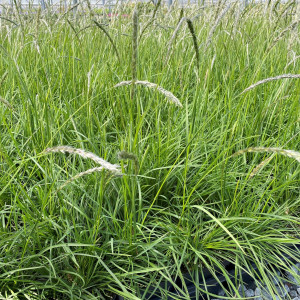 Sesleria autumnalis has green foliage.