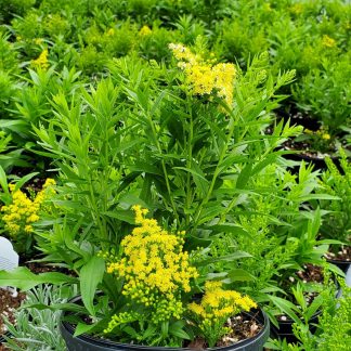 Solidago ‘Little Lemon’ or goldenrod has yellow flowers.