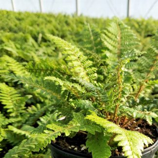 Tassel ferns has green leaves