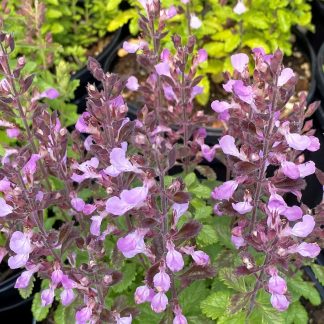 Teucrium chameadrys has pink flowers