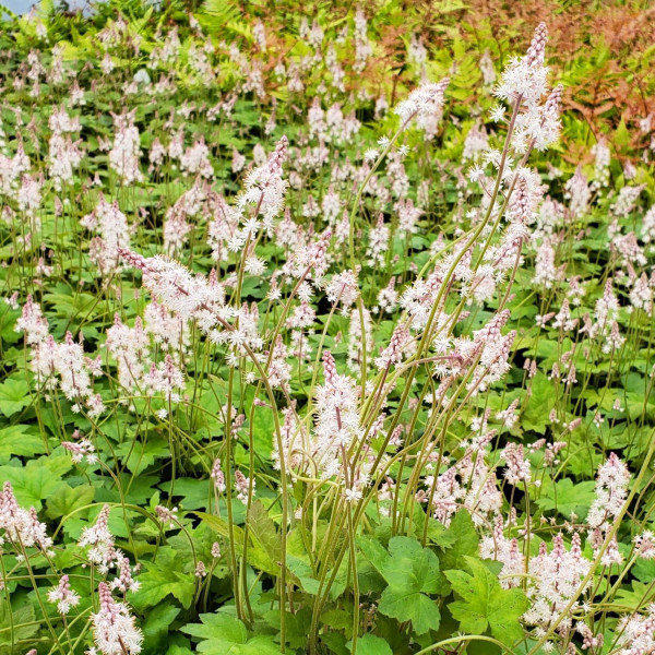 Tiarella 'Oakleaf' or Foamflower has white flowers.