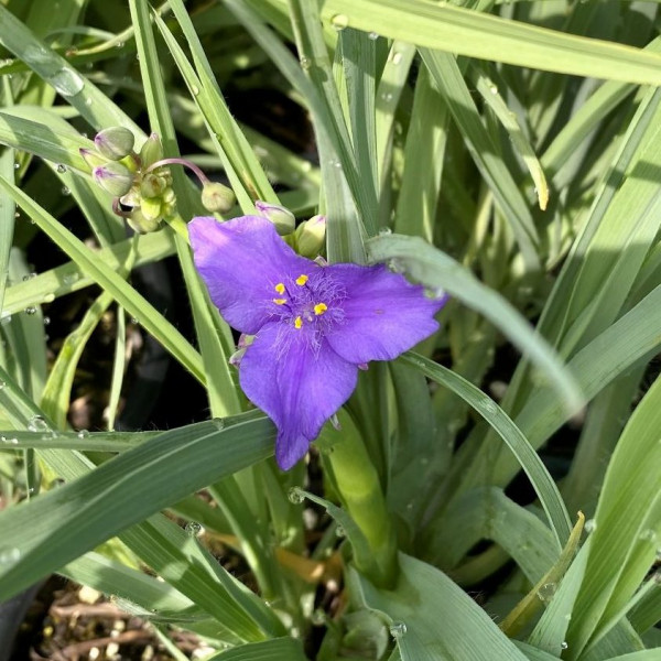Tradescantia ohiensis has blue flowers