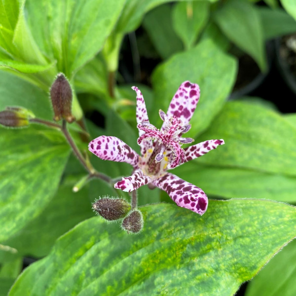 Tricyrtis Sinonome has white and purple flowers