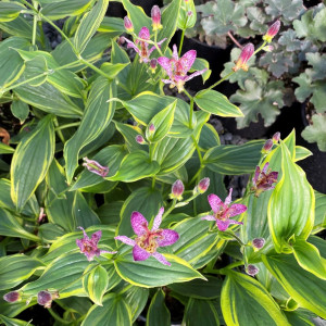 Tricyrtis formosana 'Samurai' (Toad Lily)