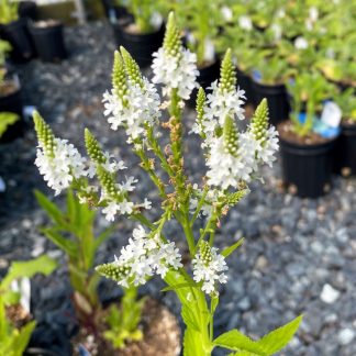 Vebena White Spires has white flowers