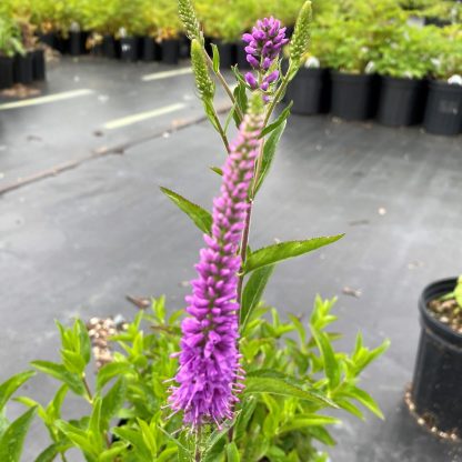 Veronica Purpleicious has purple flowers