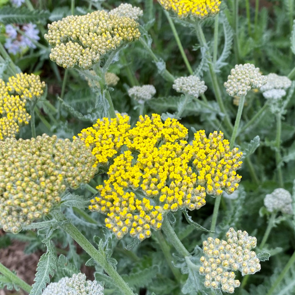 Achillea clypeolata 'Moonshine' (Yarrow) - Image 5
