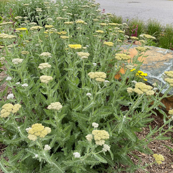 Achillea clypeolata 'Moonshine' (Yarrow) - Image 6