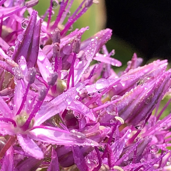 Allium x 'Globemaster' (Ornamental Onion) - Image 2