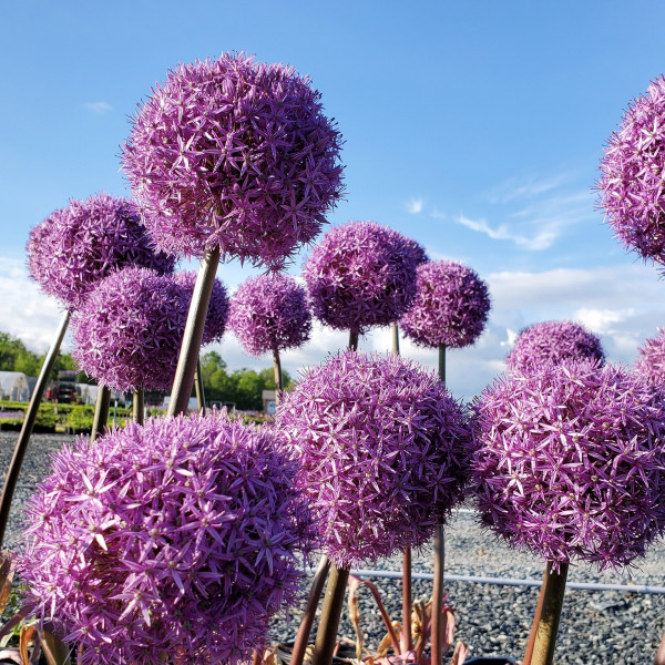 Allium x 'Globemaster' (Ornamental Onion) - Image 3