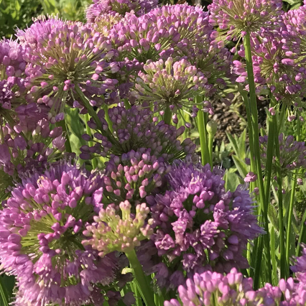 Allium 'Millenium' or Ornamental Onion has rosy-purple flowers.