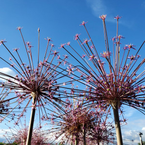 Allium schubertii (Ornamental Onion)