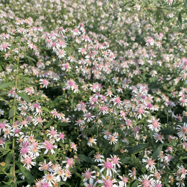 Aster lateriflorus 'Lady in Black' (Calico Aster) - Image 2