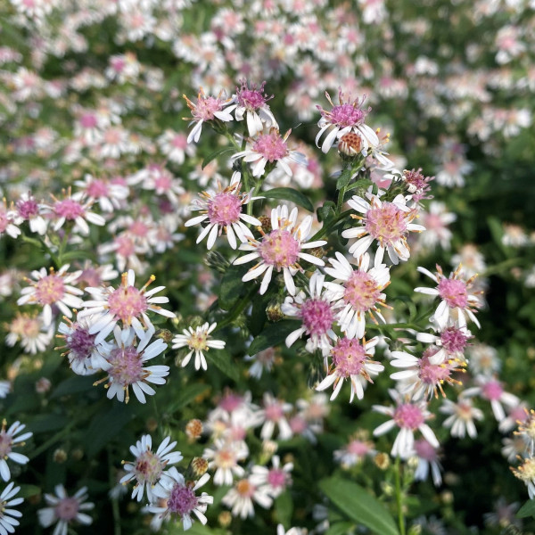 Aster lateriflorus 'Lady in Black' (Calico Aster)