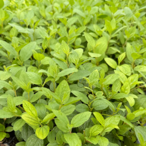 Ceanothus americanus (New Jersey Tea)