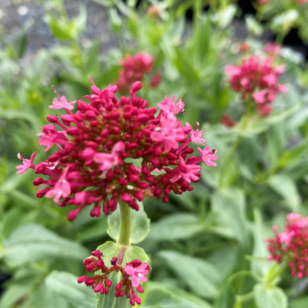 Centranthus ruber (Jupiter's Beard) - Image 2