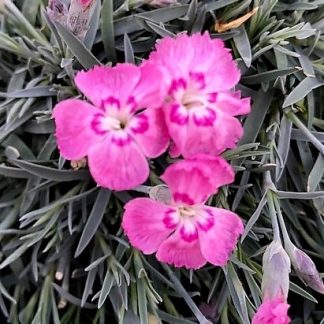 Dianthus Pink Twinkle has pink flowers