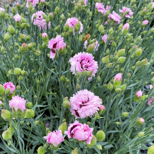 Dianthus Early Bird Fizzy (Pink) PP#21,394 - Image 3