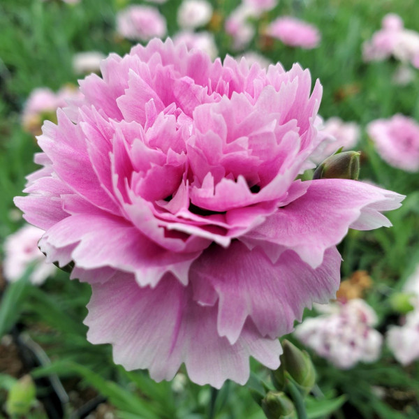 Dianthus Early Bird Fizzy (Pink) PP#21,394 - Image 2
