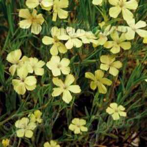 Dianthus knappii (Yellow Dianthus)
