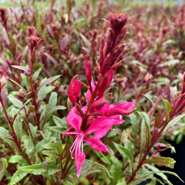 Gaura lindheimeri Gaudi Red (Wand Flower) PP#26,518