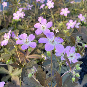 Geranium maculatum 'Espresso' (Spotted Cranesbill)