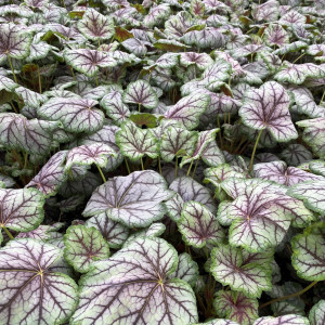 Heuchera x 'Green Spice' (Coral Bells)