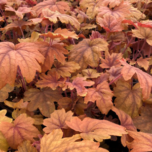 Heucherella x ‘Sweet Tea’ (Foamy Bells)