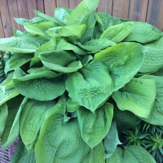 Hosta ‘Sum and Substance’ has green foliage.