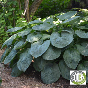 Hosta sieboldiana 'Elegans'