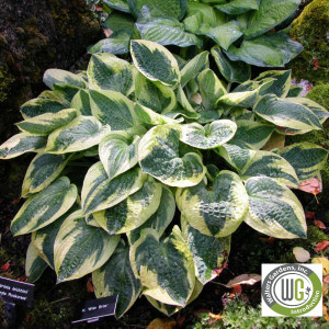 Hosta x 'Wide Brim'