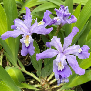 Iris cristata (Dwarf Crested Iris)