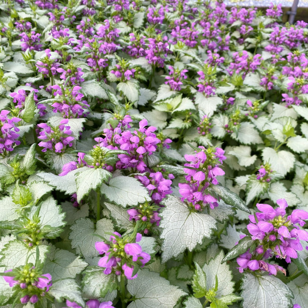 Lamium maculatum 'Ghost' (Dead Nettle) - Image 2