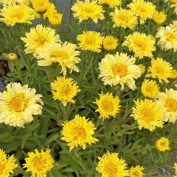 Leucanthemum x superbum 'Goldfinch' (Shasta Daisy) PP#24,499 - Image 2
