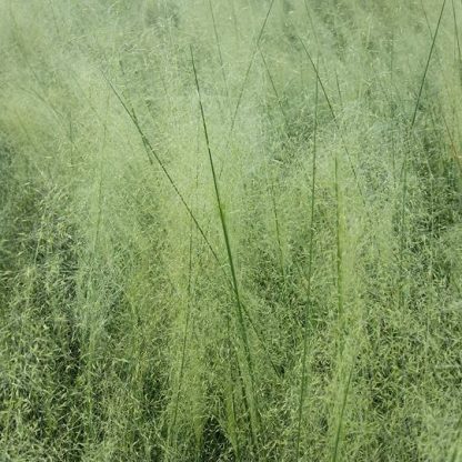 Muhlenbergia ‘White Cloud’ or Muhly Grass has green foliage.