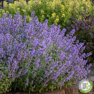 Nepeta x faassenii ‘Cat’s Meow’ (Catmint)