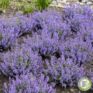 Nepeta x ‘Cat’s Pajamas’ (Catmint)