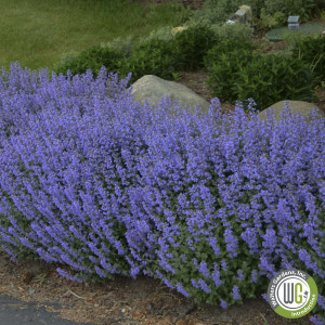 Nepeta x faassenii ‘Purrsian Blue’ (Catmint)