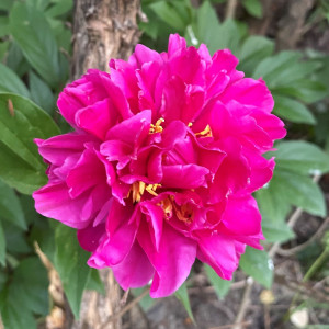 Paeonia ‘Karl Rosenfield’ (Garden Peony)