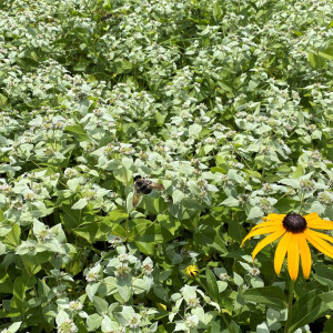 Pycnanthemum muticum (Clustered Mountain Mint)