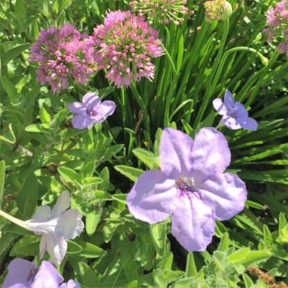 Ruellia humilis has lavender flowers