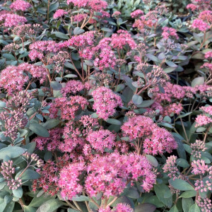 Sedum x SunSparkler® ‘Plum Dazzled’ (Stonecrop)