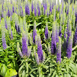 Veronica Royal Candles has purple flowers
