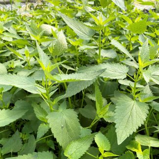 Agastache Black Adder has purple flowers