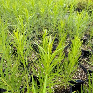 Amsonia Butterscotch has blue flowers