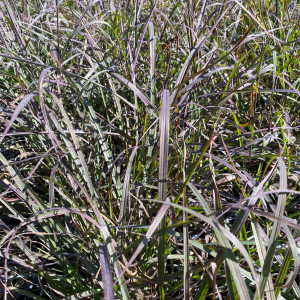 Andropogon Rain Dance has green and red foliage