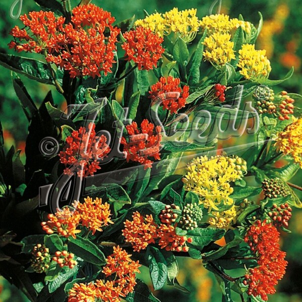 Asclepias tuberosa 'Gay Butterflies' (Butterfly Weed)