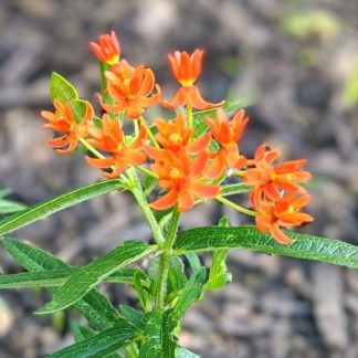Asclepias Gay Butterflies has orange, red and yellow flowers